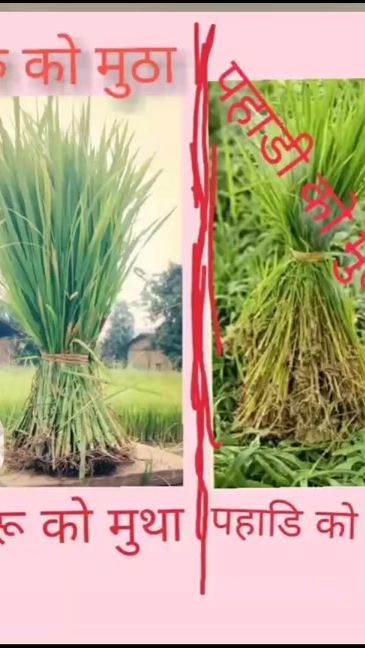 TikTok video thumbnail by uttamchy08