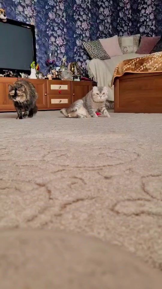 TikTok video thumbnail by an.lagom