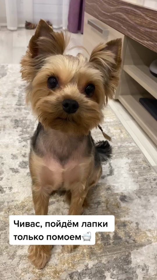 TikTok video thumbnail by chivasochekcheeek