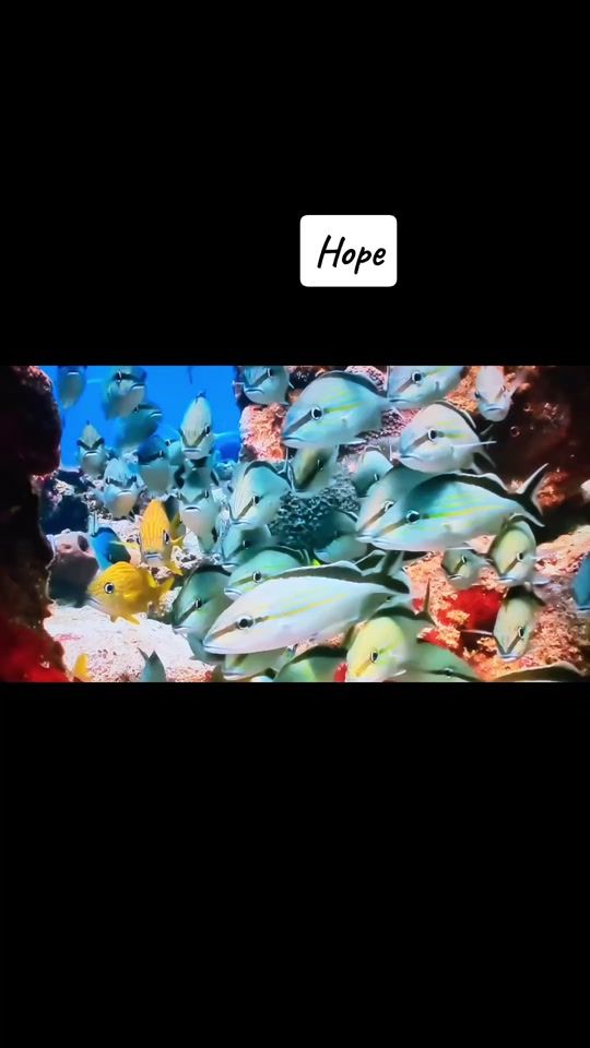 TikTok video thumbnail by alemirates.al.bit