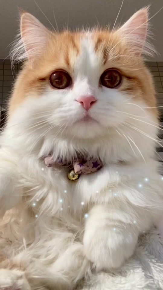 TikTok video thumbnail by totochannel_munchkin