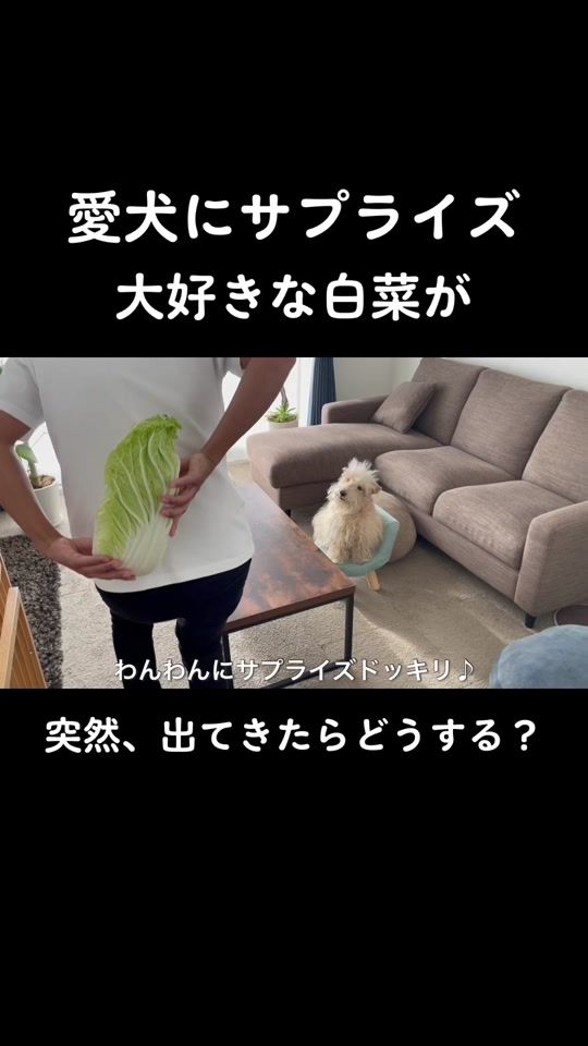TikTok video thumbnail by daichiwanwan