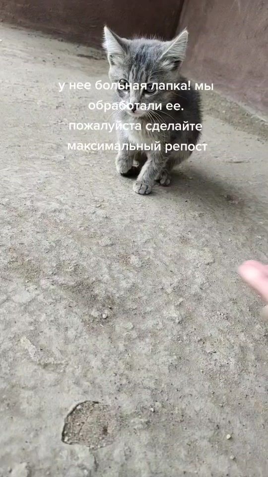 TikTok video thumbnail by helpkittyplz