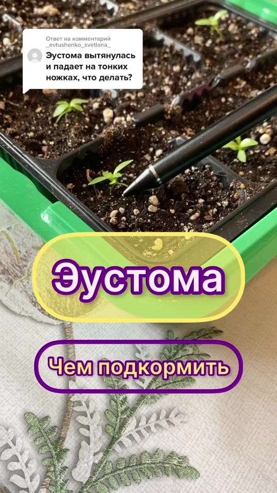 TikTok video thumbnail by my_garden_every_day