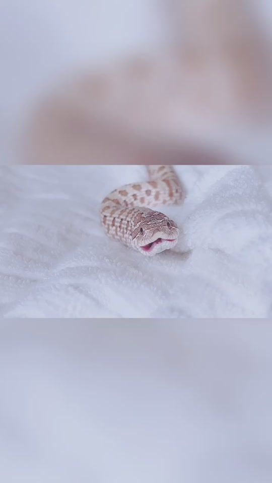 TikTok video thumbnail by bouyakun