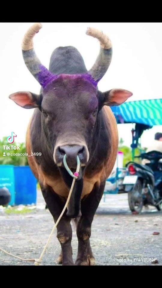TikTok video thumbnail by ban_boll2499