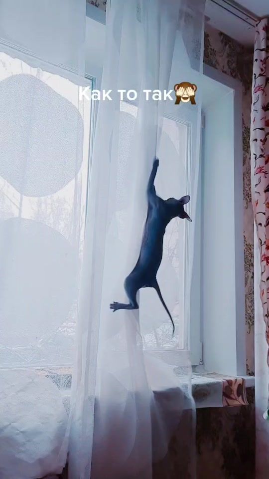 TikTok video thumbnail by catsjoy