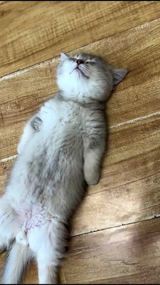 TikTok video thumbnail by happypets7788
