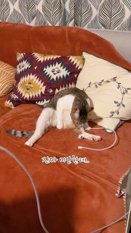 TikTok video thumbnail by pupurin_cat