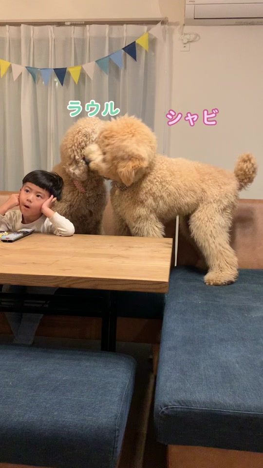 TikTok video thumbnail by wanko.biyori