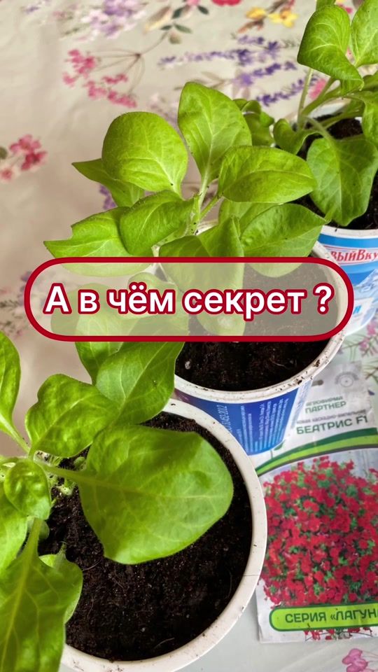 TikTok video thumbnail by my_garden_every_day