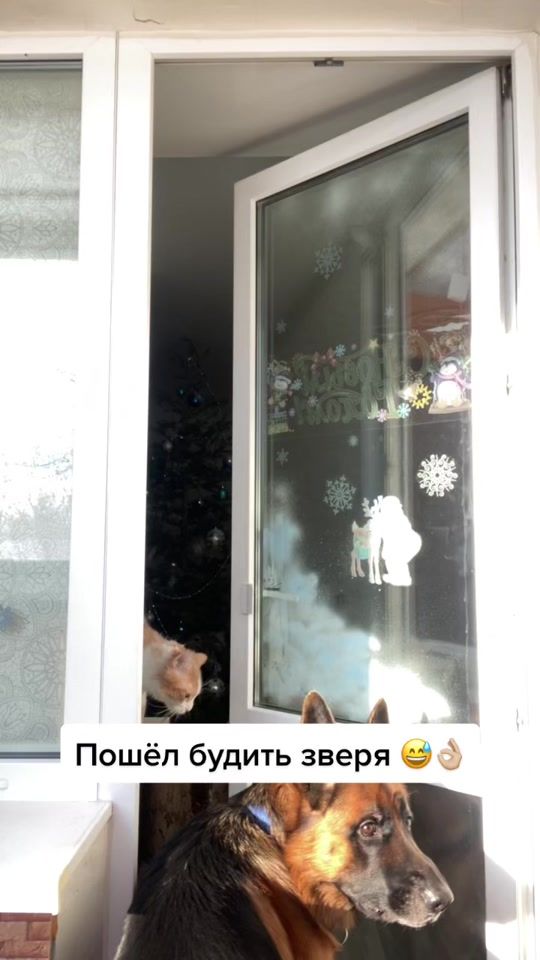 TikTok video thumbnail by artic__ice