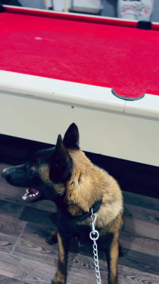 TikTok video thumbnail by ayoub_skander1