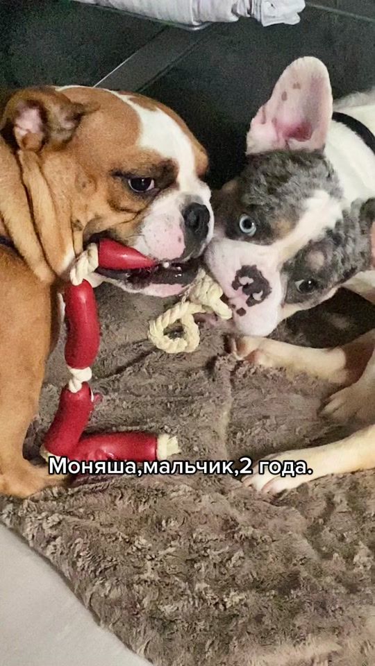 TikTok video thumbnail by helpbulldog