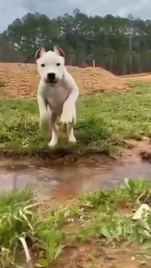 TikTok video thumbnail by _edits_animals1