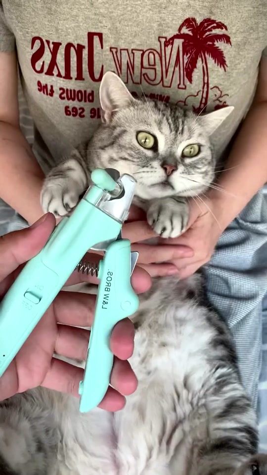 TikTok video thumbnail by charleycat417