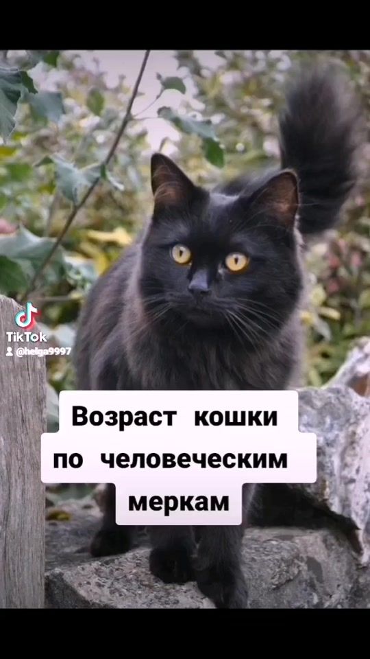 TikTok video thumbnail by helga9997