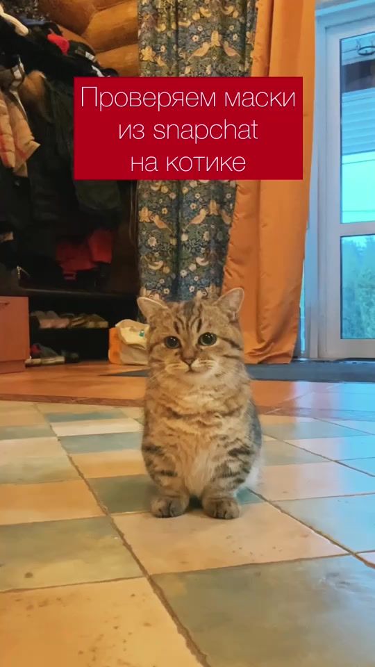 TikTok video thumbnail by cat.marcel.manchkin