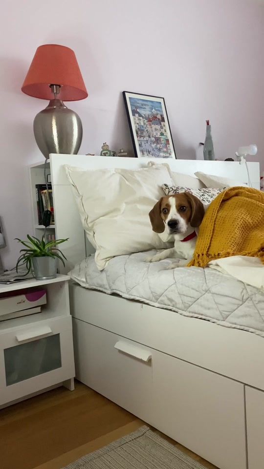 TikTok video thumbnail by itsdogsherlock