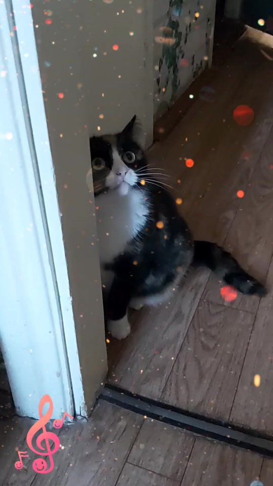 TikTok video thumbnail by kochka027