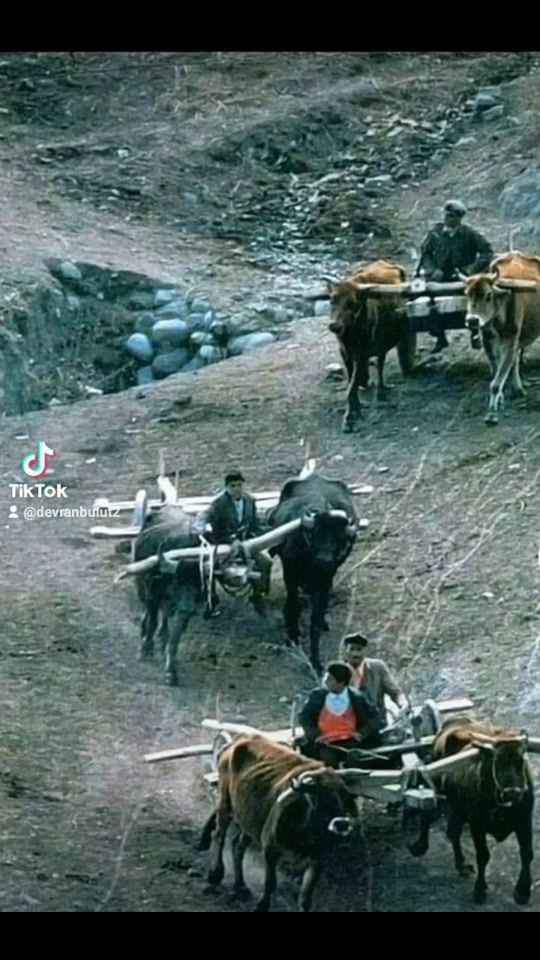 TikTok video thumbnail by devranbulut2