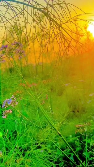 TikTok video thumbnail by ahmed.bin.bijoy