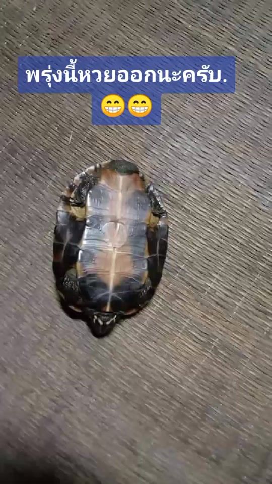 TikTok video thumbnail by kaveehanjun8