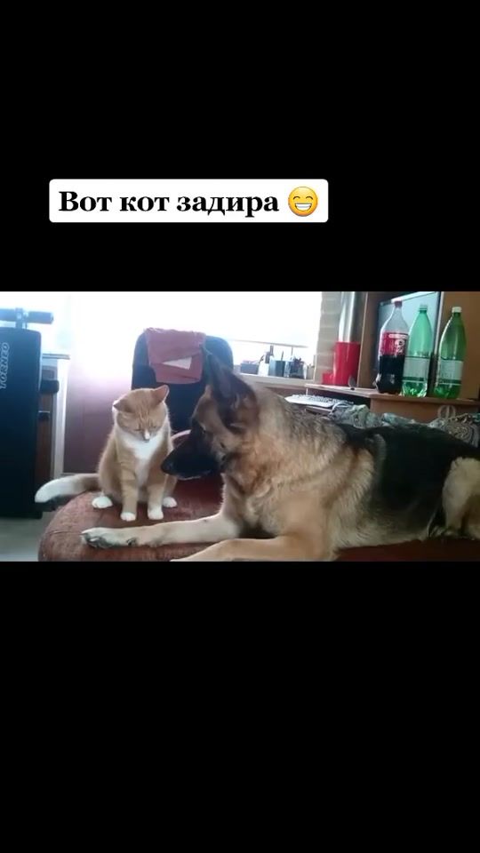 TikTok video thumbnail by annachelyabinsk