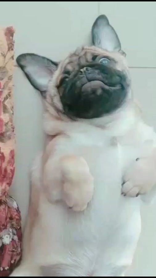 TikTok video thumbnail by pug.benji