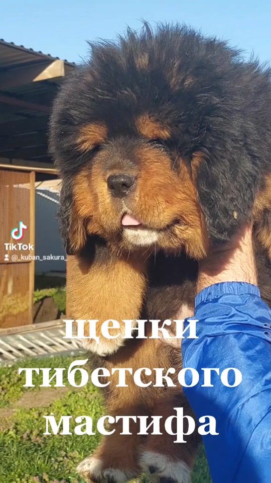 TikTok video thumbnail by _kuban_sakura_