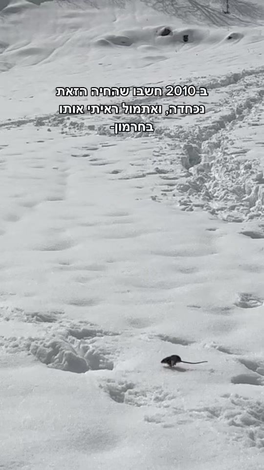 TikTok video thumbnail by edenozaurus