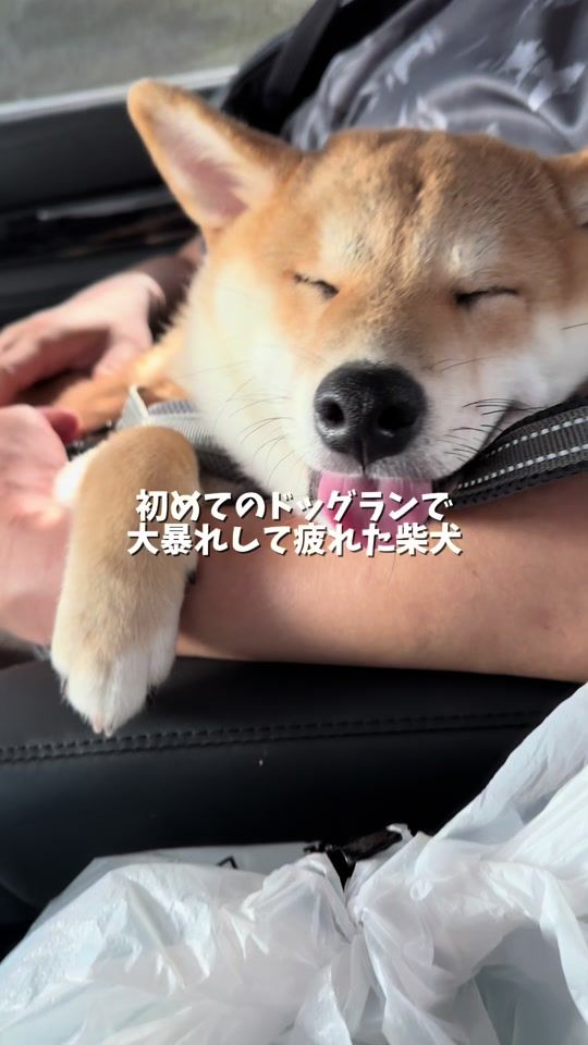 TikTok video thumbnail by okogemaru_0330