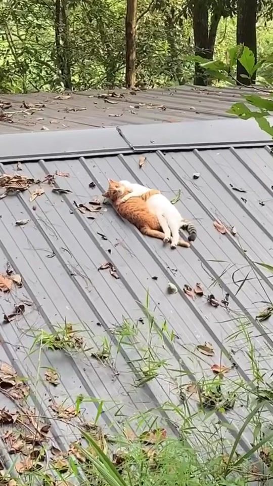 TikTok video thumbnail by discoverer_