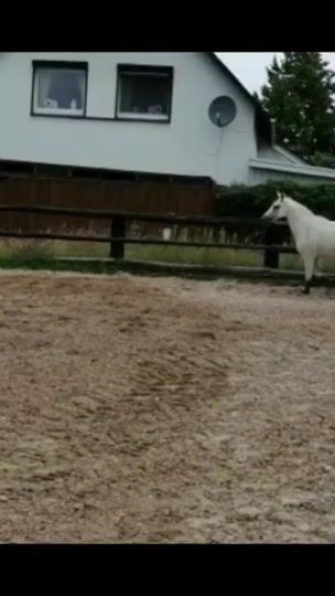 TikTok video thumbnail by showjumper.beeke