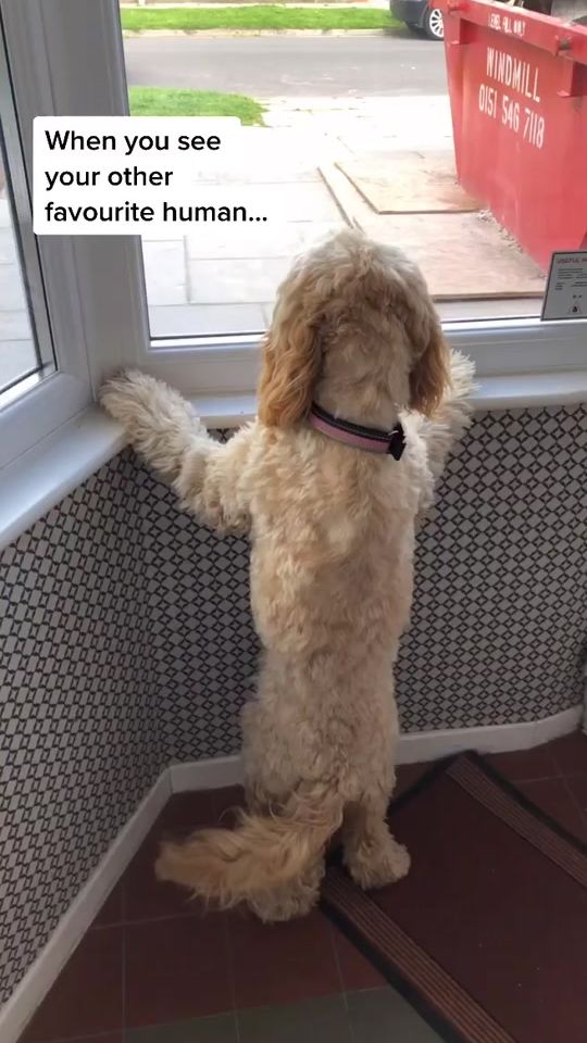 TikTok video thumbnail by lolaroocockapoo