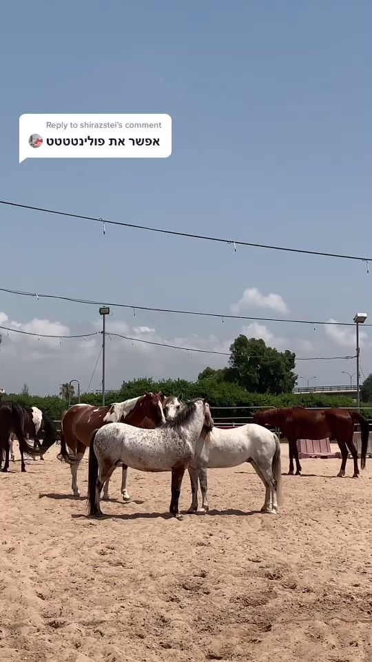 TikTok video thumbnail by kfar_bialik_ridingcenter