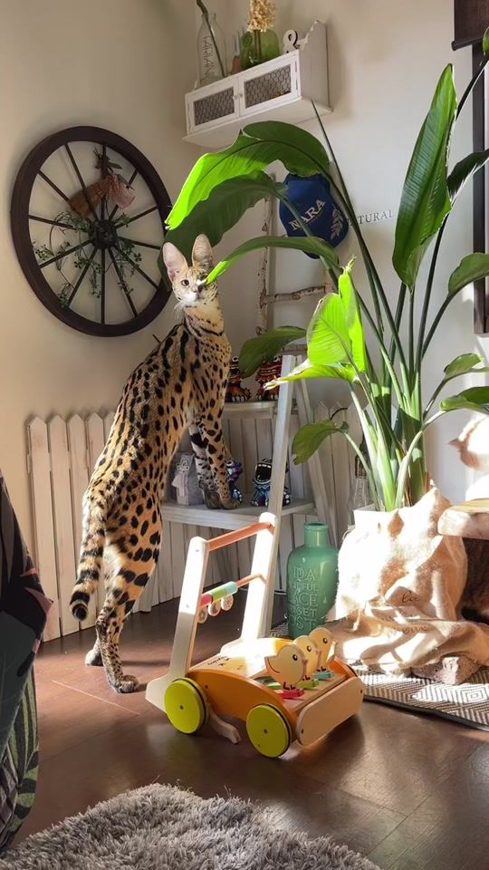 TikTok video thumbnail by monkey.cat39