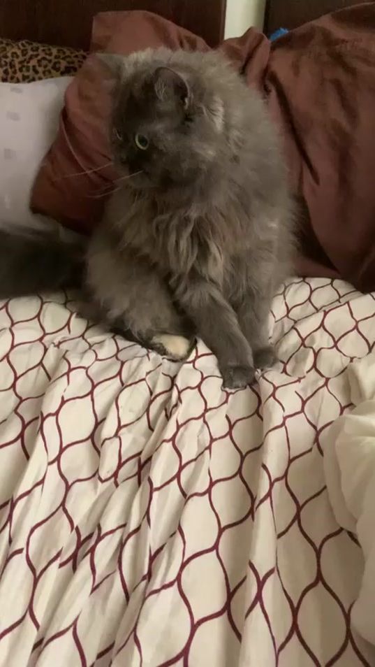 TikTok video thumbnail by user8832824628774