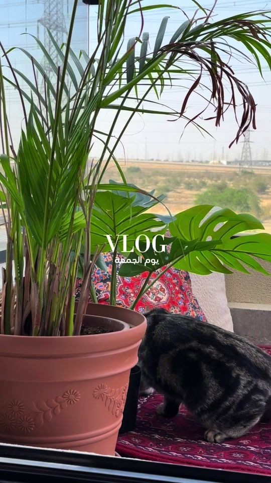 TikTok video thumbnail by nm181191