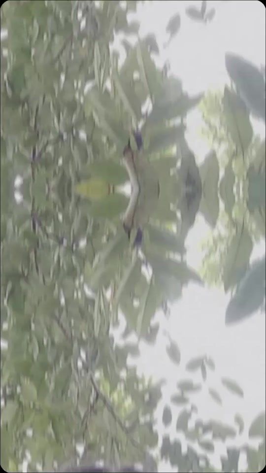 TikTok video thumbnail by nema5319