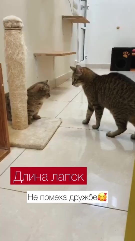 TikTok video thumbnail by cat.marcel.manchkin