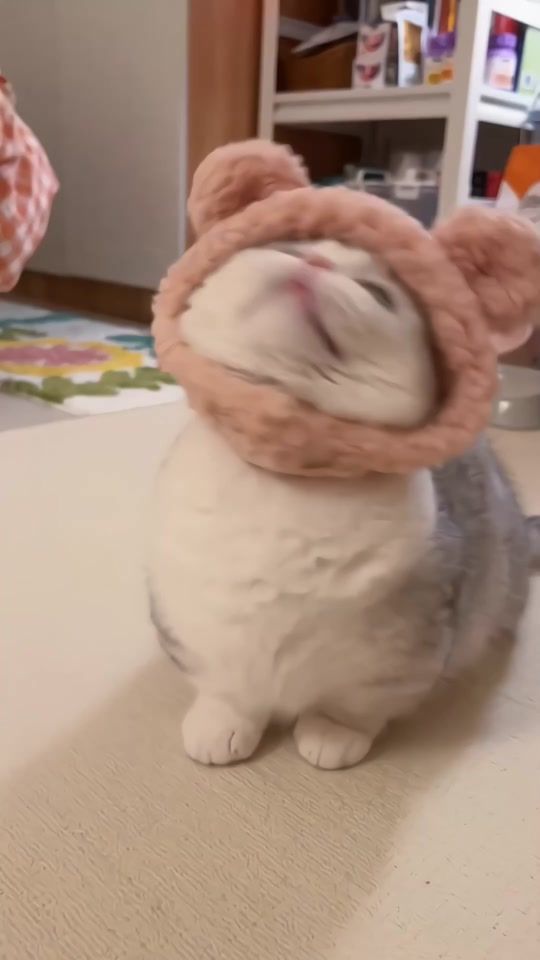 TikTok video thumbnail by petsfriend_0