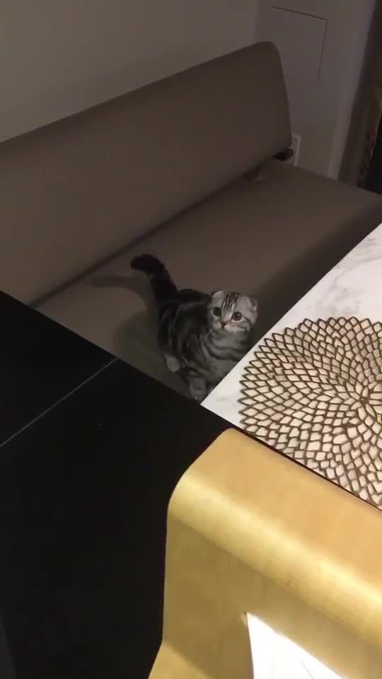 TikTok video thumbnail by m.dogs.c0479