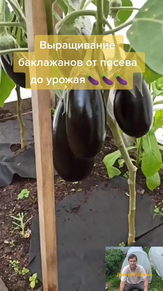 TikTok video thumbnail by dmitrii_dachnik