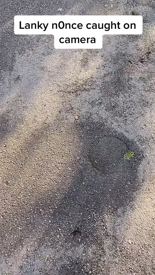 TikTok video thumbnail by josephwillobs