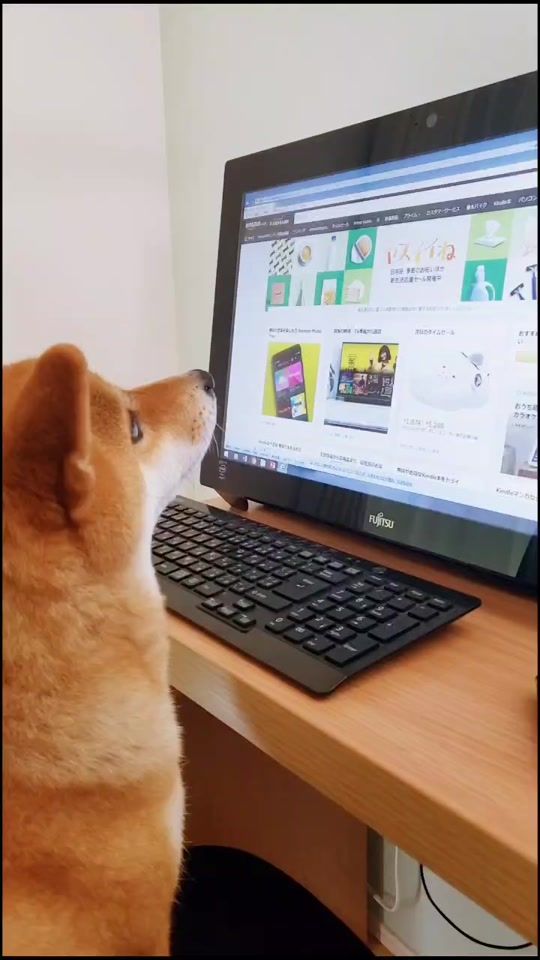 TikTok video thumbnail by shibakoma