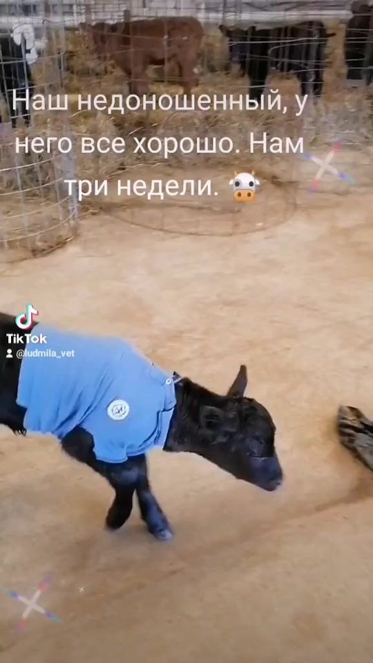 TikTok video thumbnail by ludmila_vet