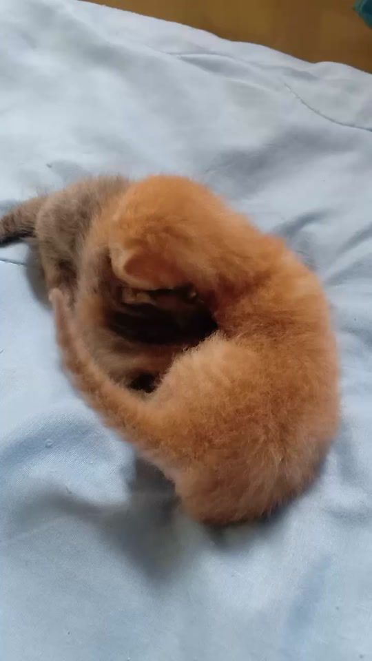 TikTok video thumbnail by chanida.090