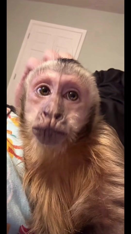 TikTok video thumbnail by andgtz3