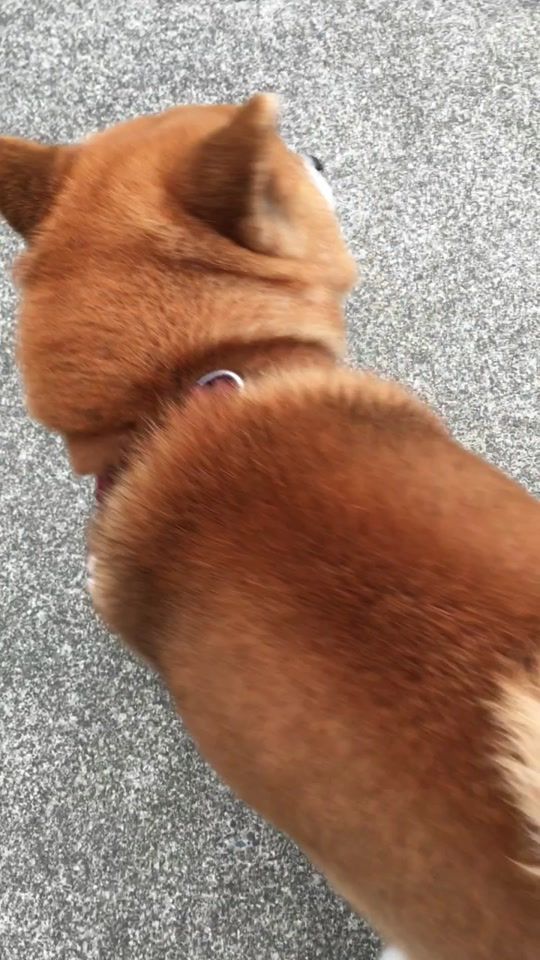 TikTok video thumbnail by rikimaru2011